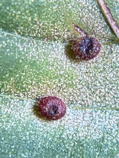 Caryomyia turbanella by (c) Emily Summerbell, some rights reserved (CC BY), uploaded by Emily Summerbell. Used under a CC-BY license.