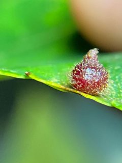 Caryomyia turbanella by (c) Emily Summerbell, some rights reserved (CC BY), uploaded by Emily Summerbell. Used under a CC-BY license.