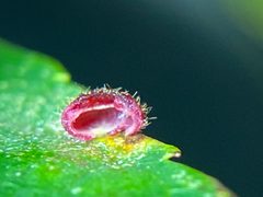 Caryomyia turbanella by (c) Emily Summerbell, some rights reserved (CC BY), uploaded by Emily Summerbell. Used under a CC-BY license.
