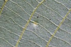 Caryomyia viscidolium by (c) Bill Keim, some rights reserved (CC BY). Used under a CC-BY license.
