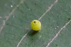 Caryomyia viscidolium by (c) Bill Keim, some rights reserved (CC BY). Used under a CC-BY license.