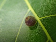 Caryomyia viscidolium by no rights reserved, uploaded by Yann Kemper. Used under a CC0 license.