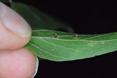 Celticecis cupiformis by (c) Dan Johnson, some rights reserved (CC BY), uploaded by Dan Johnson. Used under a CC-BY license.