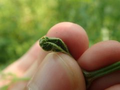 Clinodiplosis verbenae by no rights reserved, uploaded by Yann Kemper. Used under a CC0 license.