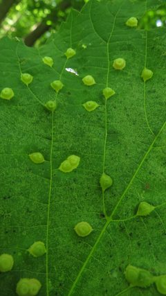 Contarinia verrucicola by no rights reserved, uploaded by Adam Kranz. Used under a CC0 license.