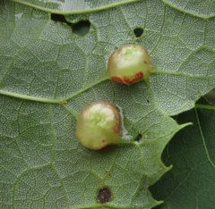 Contarinia verrucicola by no rights reserved, uploaded by Adam Kranz. Used under a CC0 license.