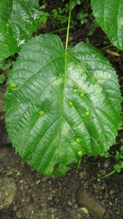 Contarinia verrucicola by no rights reserved, uploaded by Adam Kranz. Used under a CC0 license.