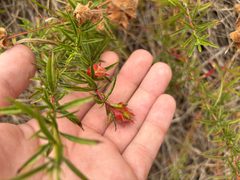 Contarinia zauschneriae by (c) Skyler K, some rights reserved (CC BY), uploaded by Skyler K. Used under a CC-BY license.
