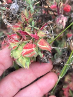 Contarinia zauschneriae by no rights reserved, uploaded by Kristen Nelson. Used under a CC0 license.