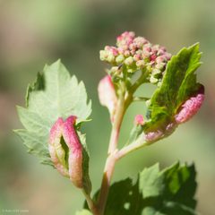 Dasineura salicifoliae by (c) Ken-ichi Ueda, some rights reserved (CC BY), uploaded by Ken-ichi Ueda. Used under a CC-BY license.