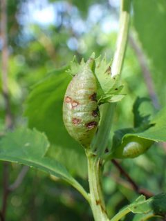 Dasineura salicifoliae by (c) Ben Armstrong, some rights reserved (CC BY), uploaded by Ben Armstrong. Used under a CC-BY license.