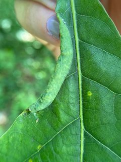 Macrodiplosis erubescens by (c) Emily Summerbell, some rights reserved (CC BY), uploaded by Emily Summerbell. Used under a CC-BY license.