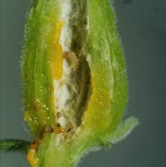 Neolasioptera perfoliata by (c) Daniel McClosky, some rights reserved (CC BY), uploaded by Daniel McClosky. Used under a CC-BY license.
