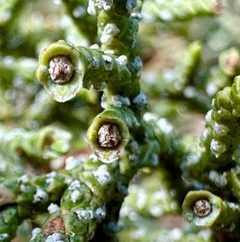 Oligotrophus betheli by (c) Henrik Kibak, some rights reserved (CC BY), uploaded by Henrik Kibak. Used under a CC-BY license.