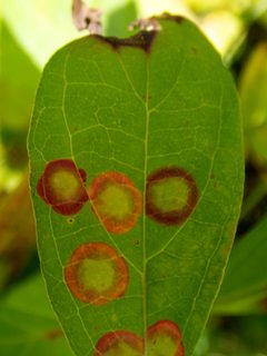 Parallelodiplosis subtruncata by (c) Randy A Nonenmacher, some rights reserved (CC BY), uploaded by Randy A Nonenmacher. Used under a CC-BY license.