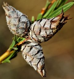 Rabdophaga strobiloides by (c) Tyler Hacking, some rights reserved (CC BY), uploaded by Tyler Hacking. Used under a CC-BY license.