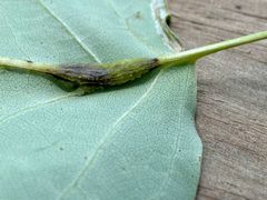 Resseliella tulipiferae by (c) Emily Summerbell, some rights reserved (CC BY), uploaded by Emily Summerbell. Used under a CC-BY license.