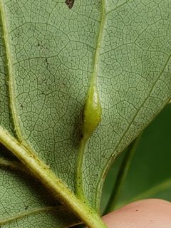 Resseliella tulipiferae by (c) Mark Richman, some rights reserved (CC BY), uploaded by Mark Richman. Used under a CC-BY license.
