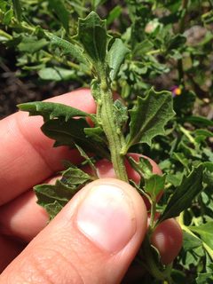 Rhopalomyia baccharis by (c) Ken-ichi Ueda, some rights reserved (CC BY), uploaded by Ken-ichi Ueda. Used under a CC-BY license.