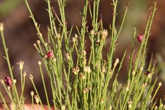 Rhopalomyia californica by (c) Millie Basden, some rights reserved (CC BY), uploaded by Millie Basden. Used under a CC-BY license.