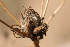 Rhopalomyia erigerontis by (c) Madeleine Claire, some rights reserved (CC BY), uploaded by Madeleine Claire. Used under a CC-BY license.