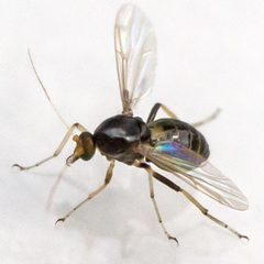 Stilobezzia by (c) Bill Keim, some rights reserved (CC BY). Used under a CC-BY license.