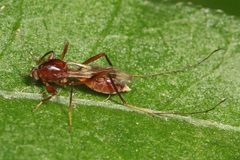 Heteromyia by (c) Judy Gallagher, some rights reserved (CC BY). Used under a CC-BY license.