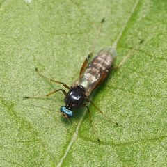 Johannsenomyia annulicornis by (c) Russell Pfau, some rights reserved (CC BY), uploaded by Russell Pfau. Used under a CC-BY license.
