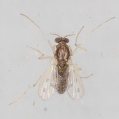 Apedilum elachistus by (c) Victor Engel, some rights reserved (CC BY), uploaded by Victor Engel. Used under a CC-BY license.