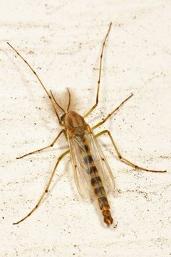 Chironomus by (c) Judy Gallagher, some rights reserved (CC BY). Used under a CC-BY license.