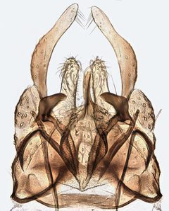 Chironomus by (c) Janet Graham, some rights reserved (CC BY). Used under a CC-BY license.