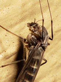 Chironomus by (c) Mark Richman, some rights reserved (CC BY), uploaded by Mark Richman. Used under a CC-BY license.
