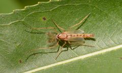 Goeldichironomus carus by (c) Amber M. King, some rights reserved (CC BY), uploaded by Amber M. King. Used under a CC-BY license.