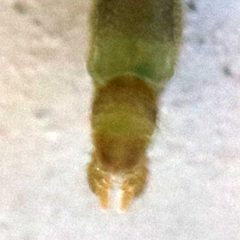 Pseudochironomus by (c) Catherine C. Galley, some rights reserved (CC BY), uploaded by Catherine C. Galley. Used under a CC-BY license.