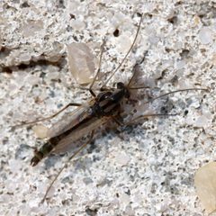 Pseudochironomus by (c) Catherine C. Galley, some rights reserved (CC BY), uploaded by Catherine C. Galley. Used under a CC-BY license.