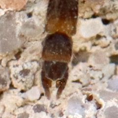 Pseudochironomus by (c) Catherine C. Galley, some rights reserved (CC BY), uploaded by Catherine C. Galley. Used under a CC-BY license.