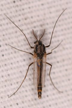 Pseudochironomus by (c) Trevor Van Loon, some rights reserved (CC BY), uploaded by Trevor Van Loon. Used under a CC-BY license.