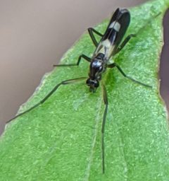 Chasmatonotus atripes by no rights reserved, uploaded by Adam Kranz. Used under a CC0 license.