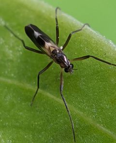 Chasmatonotus atripes by no rights reserved, uploaded by Adam Kranz. Used under a CC0 license.