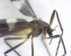 Chasmatonotus by (c) Will Kuhn, some rights reserved (CC BY), uploaded by Will Kuhn. Used under a CC-BY license.