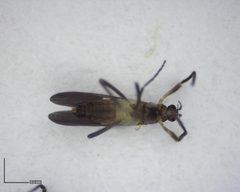 Chasmatonotus by (c) Will Kuhn, some rights reserved (CC BY), uploaded by Will Kuhn. Used under a CC-BY license.
