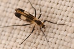 Chasmatonotus by (c) Trevor Van Loon, some rights reserved (CC BY), uploaded by Trevor Van Loon. Used under a CC-BY license.