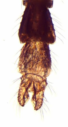 Parametriocnemus by no rights reserved, uploaded by Mike Palmer. Used under a CC0 license.
