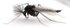 Paraphaenocladius by no rights reserved, uploaded by Mike Palmer. Used under a CC0 license.