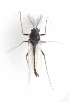 Paraphaenocladius by no rights reserved, uploaded by Mike Palmer. Used under a CC0 license.