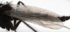 Paraphaenocladius by no rights reserved, uploaded by Mike Palmer. Used under a CC0 license.