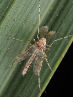 Apsectrotanypus by (c) Saryu Mae 前 朝琉, some rights reserved (CC BY), uploaded by Saryu Mae 前 朝琉. Used under a CC-BY license.