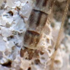 Tanypus neopunctipennis by (c) Catherine C. Galley, some rights reserved (CC BY), uploaded by Catherine C. Galley. Used under a CC-BY license.
