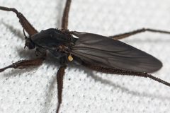 Telmatogetoninae by (c) Ken-ichi Ueda, some rights reserved (CC BY), uploaded by Ken-ichi Ueda. Used under a CC-BY license.