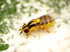Thaumatomyia by (c) Katja Schulz, some rights reserved (CC BY), uploaded by Katja Schulz. Used under a CC-BY license.